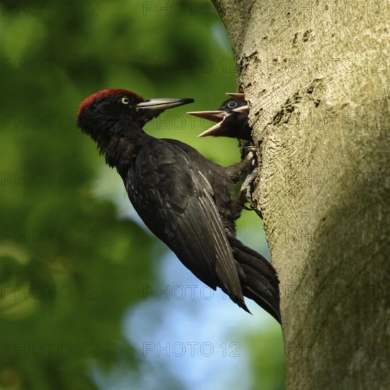 Black woodpecker (Dryocopus martius), adult male, at his breeding den in an old beech tree feeding the excited offspring, two young birds, native nature in Germany, Lower Rhine, North Rhine-Westphalia, Western Europe