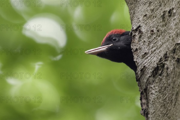 Well developed... Black woodpecker (Dryocopus martius), young male black woodpecker looking out of its nesting cavity wildlife, North Rhine-Westphalia, Germany, Western Europe