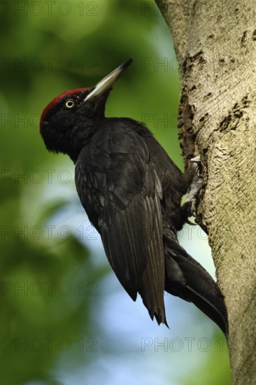 Black woodpecker (Dryocopus martius), adult male, at his breeding cavity in an old beech tree, holds on to the cavity roof with his claws, uses the stable supporting tail to find support, wildlife, native nature in Germany, Lower Rhine, North Rhine-Westphalia, Western Europe