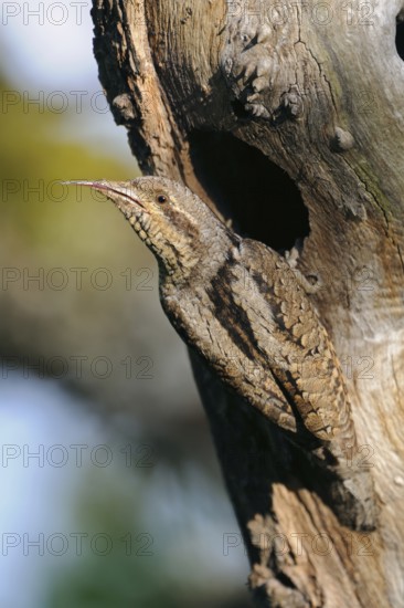 Woodpecker tongue... Wryneck (Jynx torquilla), unusual native woodpecker species, woodpecker that does not build its own cavity, has difficulty climbing, cannot loosen tree bark with its beak when foraging, Germany