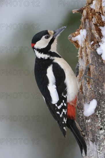 With bright red neck patch... Great spotted woodpecker (Dendrocopos major) in winter, almost everywhere the most common native woodpecker species, detailed side view of a male bird, Germany, Western Europe