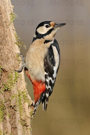 In typical woodpecker style... Great spotted woodpecker (Dendrocopos major), adult bird perched on a dead tree, looking around, Lower Rhine, Rhine district of Neuss, North Rhine-Westphalia, Germany, Western Europe