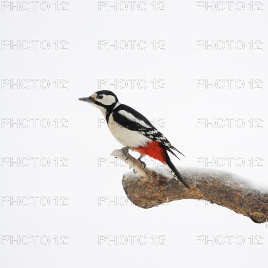 Minimalistic... Great spotted woodpecker (Dendrocopos major), female in winter with snow, wildlife, nature in southern Sweden, Sweden, Scandinavia, Northern Europe