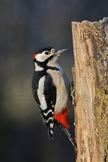 Foraging on dead wood... Great spotted woodpecker (Dendrocopos major), male with red feather cap on the back of the head searches for food on a dead tree, dead tree trunk, best known and most common native woodpecker, Lower Rhine, North Rhine-Westphalia, Germany, Western Europe