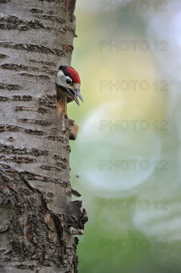 Young bird in front of the flight... Great spotted woodpecker (Dendrocopos major), young, almost fledged woodpecker, young woodpecker looks out of its nesting cavity in a cherry tree in early summer and calls, begs for food, Lower Rhine, North Rhine-Westphalia, Germany, Western Europe