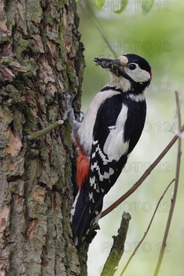 Full beak... Great spotted woodpecker (Dendrocopos major) foraging for its offspring, collecting insects, larvae and beetles, Lower Rhine, North Rhine-Westphalia, Germany, Western Europe