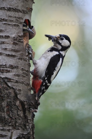 Woodpecker feeding... Great spotted woodpecker (Dendrocopos major), female great spotted woodpecker feeding almost fledged offspring at the entrance to the breeding cavity, beak full of insects, clear, detailed image, Lower Rhine, North Rhine-Westphalia, Germany, Western Europe