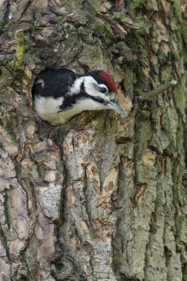 Immediately in front of the first flight... Great spotted woodpecker (Dendrocopos major), young bird leans far out of the nesting cavity, climbs out of the nesting cavity, becomes fledged, Lower Rhine, North Rhine-Westphalia, Germany, Western Europe