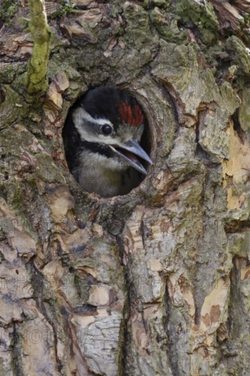 Loud begging calls... Great spotted woodpecker (Dendrocopos major), young woodpecker looks out of its nesting cavity, calls for the adult birds, begs for food, will soon fledge, series Tierkinder, Lower Rhine, North Rhine-Westphalia, Germany, Western Europe