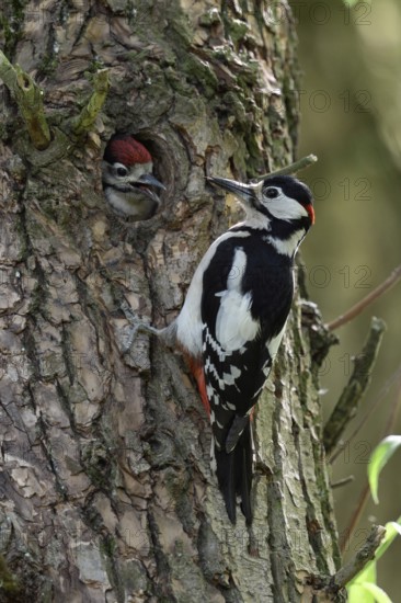 Father and son... Great spotted woodpecker (Dendrocopos major), almost fledged woodpecker young awaits feeding by adult bird at cave entrance, both woodpeckers male, cheerful picture in spring forest, Lower Rhine, North Rhine-Westphalia, Germany, Western Europe