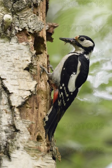 Beak full of goodies... Great spotted woodpecker (Dendrocopos major) comes to feed in its nesting cavity in an old birch tree after a successful hunt, Lower Rhine, North Rhine-Westphalia, Germany, Western Europe