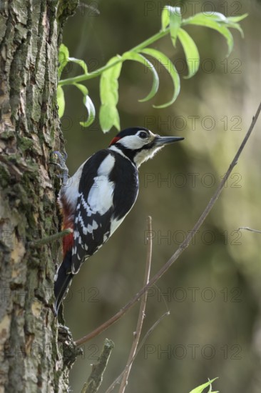 Typical woodpecker... Great spotted woodpecker (Dendrocopos major) sitting on a tree in early summer, clutching itself, looking around, most common and best known native woodpecker, Lower Rhine, North Rhine-Westphalia, Germany, Western Europe