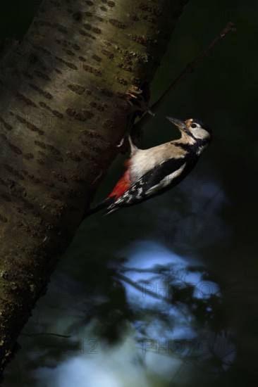 In the dark forest... Great spotted woodpecker (Dendrocopos major) at the breeding cavity in a cherry tree, North Rhine-Westphalia, Germany, Western Europe