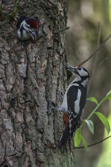 Great spotted woodpecker (Dendrocopos major), female adult bird brings prey to the breeding cavity, woodpecker cavity, begging young bird eagerly awaits feeding, adult bird lures the young bird to fly out, Lower Rhine, Rhine district Neuss, North Rhine-Westphalia, Germany, Western Europe