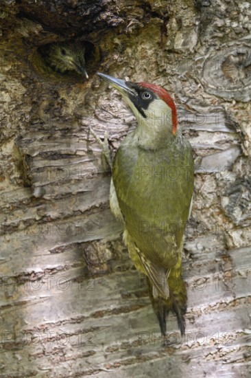 Vigilant... Green woodpecker (Picus viridis) at the breeding cavity in an old wild cherry tree, Lower Rhine, Rhine district Neuss, North Rhine-Westphalia, Germany, Western Europe