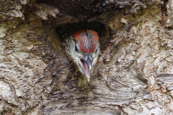 Impatiently begging young woodpecker... Green woodpecker (Picus viridis), young, soon to be fledged woodpecker looks out of its cave, leans far out and begs for food, calls loudly and insistently, frontal view, Lower Rhine, North Rhine-Westphalia, Germany, Western Europe