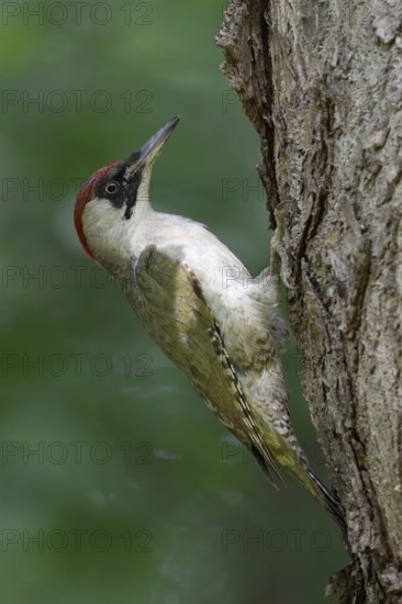 Woodpecker on a tree... Green woodpecker (Picus viridis) climbs, sits in characteristic posture on a tree trunk, holds on with its sharp, strong claws, supports itself with its tail feathers, supporting feathers, leans far back, Lower Rhine, North Rhine-Westphalia, Germany, Western Europe