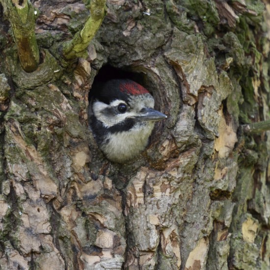 Great spotted woodpecker (Dendrocopos major), juvenile, almost fledged young bird waiting in its nesting cavity, woodpecker cavity for feeding, looking out, Rhine district Neuss, North Rhine-Westphalia, Germany, Western Europe