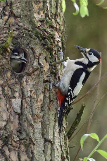 Feeding scene... Great spotted woodpecker (Dendrocopos major), feeding adult bird at the cave with begging young bird, Lower Rhine, Rhine district Neuss, North Rhine-Westphalia, Germany, Western Europe