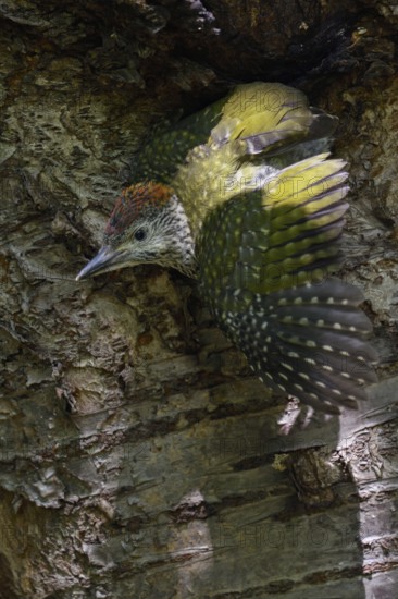 The moment of fledging... Green woodpecker (Picus viridis) fledging, young woodpecker leaves its nesting cavity for the first time, climbs out and flies away, Lower Rhine, North Rhine-Westphalia, Germany, Western Europe