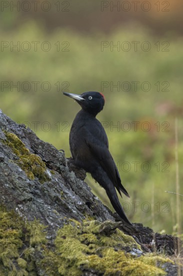 Female woodpecker... Black woodpecker (Dryocopus martius), female woodpecker sitting on a tree stump looking for food, black woodpeckers are by far the largest native woodpecker species, southern Sweden, Sweden, Scandinavia, northern Europe