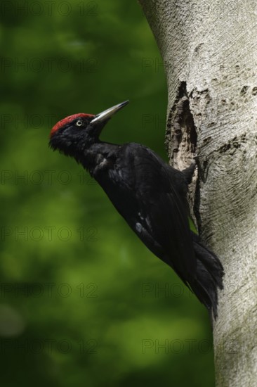 Black woodpecker (Dryocopus martius), adult male, at his breeding den in an old beech tree, woodpecker, needs old trees, wildlife, native nature in Germany, Lower Rhine, North Rhine-Westphalia, Western Europe