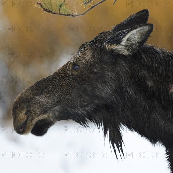 Moose (Alces alces), cow moose, head portrait of an adult female, on a rainy day in winter, soaked to the skin, in the rain, detailed close-up, portrait, cropping, wildlife, nature in Yellowstone NP, Grand Teton, Wyoming, USA, North America, United States of America