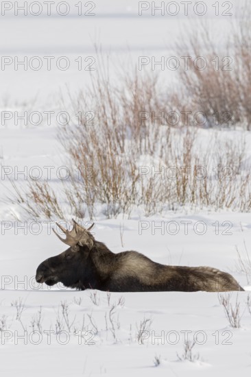 In the depths of winter... Elk (Alces alces), bull elk with shovel antlers lies on an open area in the high snow and rests, wildlife, animals, mammals, nature in Yellowstone NP, North America, USA, Canada, Yellowstone, Wyoming, North America, United States of America