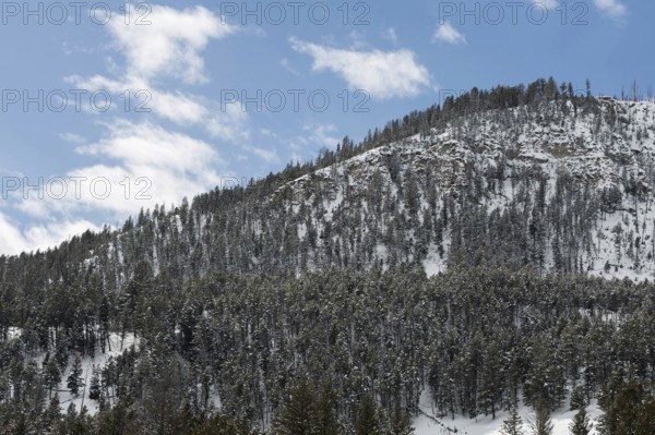 Mountain forest... Yellowstone National Park USA, typical landscape, highlands in winter with snow in the mountains in good weather, part of the caldera, former crater rim, Yellowstone, Wyoming, North America, United States of America
