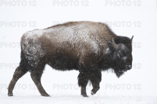 In the snowstorm... American Bison (Bison bison), impressive bull, bison bull defies the winter weather, American national animal, largest and heaviest land mammal in the USA, Yellowstone, Wyoming, North America, United States of America