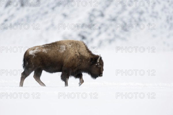 In winter... American Bison (Bison bison) moving across the prairie in the snow in the great snowy Yellowstone Basin, side view, impressive bull, primitive animal, national animal of North America, Yellowstone, Wyoming, North America, United States of America