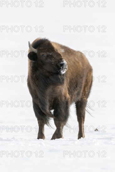 Appraising look... American Bison (Bison bison) threatening towards the photographer, dangerous wild animal, Yellowstone NP, Montana, North America, United States of America, USA