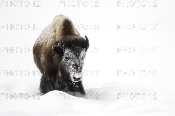 American Bison (Bison bison) in winter, in high snow, snow and ice encrusted head due to foraging, bison clear the snow with their heads to reach the grasses below, helping other animals that would otherwise starve to death frontal view, Yellowstone National Park, Wyoming, USA, Yellowstone NP, North America, United States of America