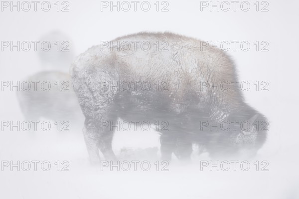 American Bison (Bison bison) in a snowstorm, blizzard, heavy snow drifts, heavy snowfall, looking for a close-up, hard times in Yellowstone National Park, Yellowstone, Montana, North America, United States of America, USA
