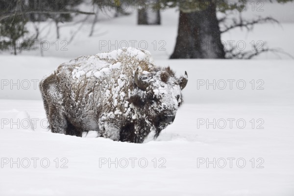 Encrusted with ice and snow... American Bison (Bison bison), Bison bull, old, strong loner in winter in Yellowstone National Park braves the elements, extreme weather, nature in Yellowstone NP, Wyoming, North America, United States of America