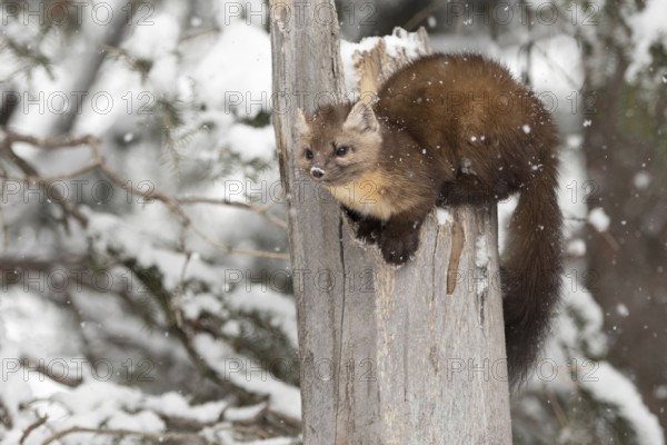 Playful... American pine marten (Martes americana) in winter, perched on a broken, weathered tree stump during snowfall, martens are very lively animals, constantly on the move, love elevated vantage points, Yellowstone, Wyoming, North America, United States of America