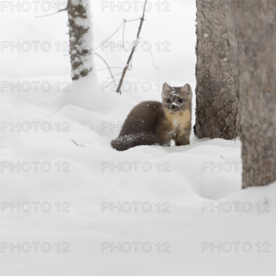 Pine marten (Martes americana) sitting on the ground between tall trees in the deep snow in winter, looking around in the forest, Yellowstone, Wyoming, North America, United States of America, Nature in the USA
