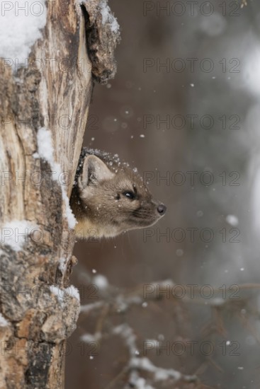Pine marten (Martes americana) in light snowfall, also called spruce marten, looks out of its den in an old rotten tree trunk with a grim look, funny picture, animal picture, bad weather, nature in Yellowstone, Wyoming, North America, United States of America