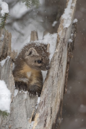 Cute young... Pine marten (Martes americana) in light snowfall, also known as spruce marten, looks out curiously and enterprisingly from its hiding place in an old rotten tree trunk, Yellowstone, Wyoming, North America, United States of America