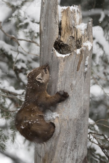 Articulated... American pine marten (Martes americana), also called spruce marten, leaves its den, its shelter, in winter when it snows, climbs up the tree, Yellowstone, Wyoming, North America, United States of America