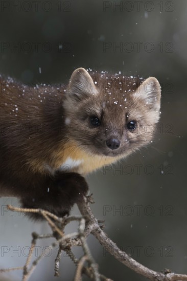 Moment... American pine marten (Martes americana), curious look into the camera, marten in snowfall, detailed head portrait, very beautiful animal, Yellowstone, Wyoming, North America, United States of America
