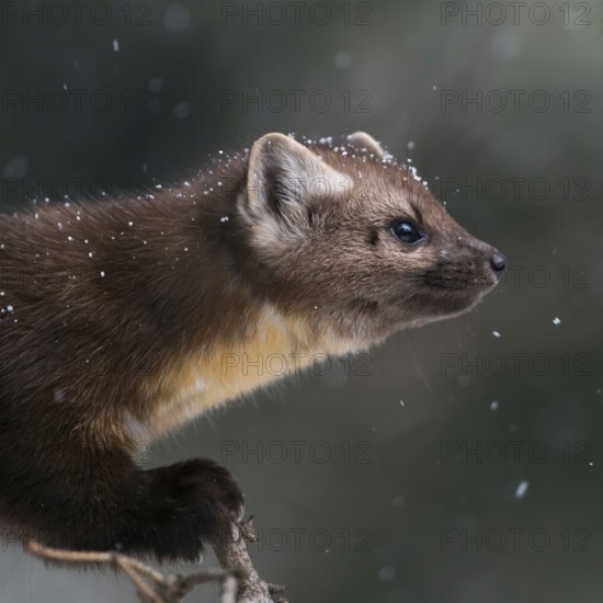 Detailed portrait... American pine marten (Martes americana), spruce marten in winter during snowfall, snowflakes in the fur, in the tree hunting songbirds, tense look, Yellowstone, Wyoming, North America, United States of America