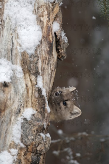 Curious... American pine marten (Martes americana) looks out of its den in a rotten tree in winter during snowfall, funny, almost cute picture of the marten, Yellowstone, Wyoming, North America, United States of America