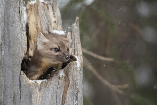 American pine marten (Martes americana), also called spruce marten, hides, looks curiously out of a broken tree stump in winter during light snowfall, funny picture, series animal children, Yellowstone, Wyoming, North America, United States of America