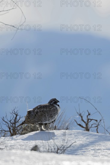 Mugwort grouse (Centrocercus urophasianus), male adult bird, mugwort cock, cock in winter in the snow, Grand Teton National Park, Wyoming, USA, North America, United States of America