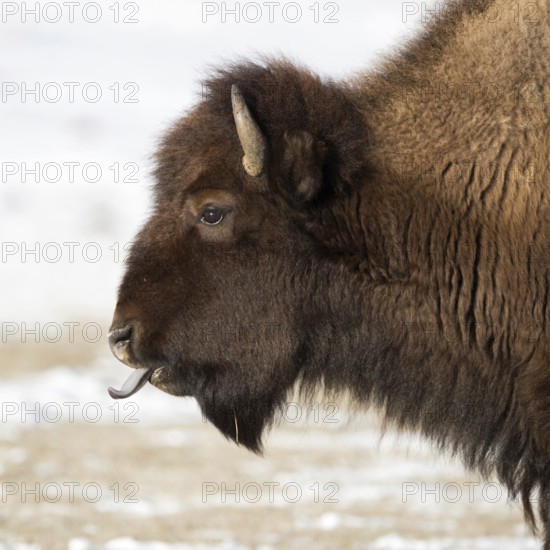 Blue tongue... American Bison (Bison bison) sticks out its tongue, licks its nostrils, detailed head portrait in the most beautiful light, funny wildlife, wildlife, Yellowstone, Wyoming, North America, United States of America
