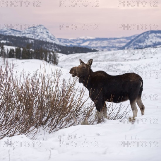 Soft light... Elk (Alces alces), young bull elk in winter, eating from the bushes on a vast plateau in Yellowstone National Park, Nature in Yellowstone NP, Wyoming, North America, United States of America