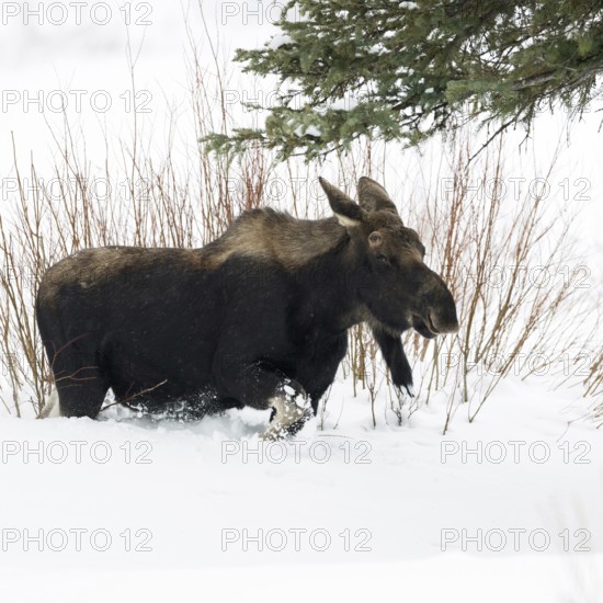 Elk (Alces alces) in winter, young bull, without antlers, roaming through typical habitat, running, breaking through high snow, nature in Yellowstone NP, USA, Yellowstone, Montana, North America, United States of America
