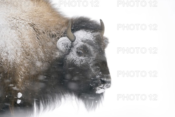 Storm-tested... American Bison (Bison bison) in a snowstorm, blizzard in Yellowstone National Park, braves the winter, head is encrusted with snow and ice, robust, resilient animal, Yellowstone, Wyoming, North America, United States of America