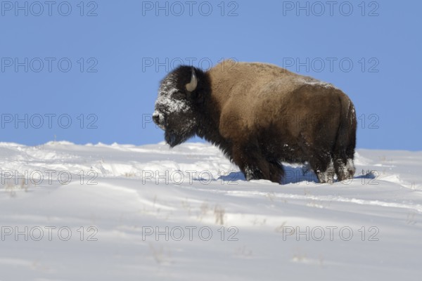 American Bison (Bison bison) in winter with beautiful clear weather and bright blue sky in high snow, snow and ice encrusted head by foraging, bison clear the snow with their heads to reach the grasses below, helping other animals that would otherwise starve to death wildlife, Yellowstone NP, Wyoming, USA, North America, United States of America